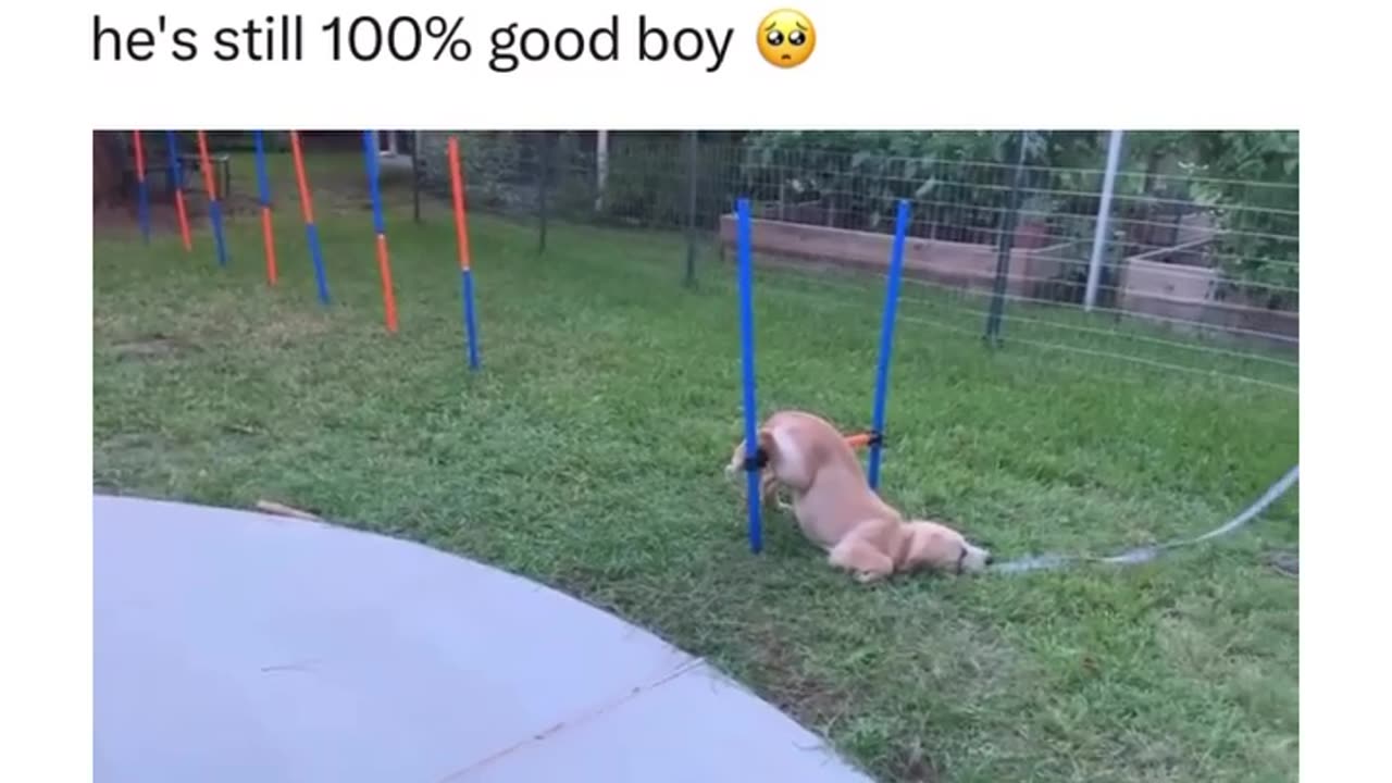 😚😚dog lover