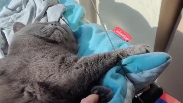 Cat owning is one of my most coveted jobs in the world.