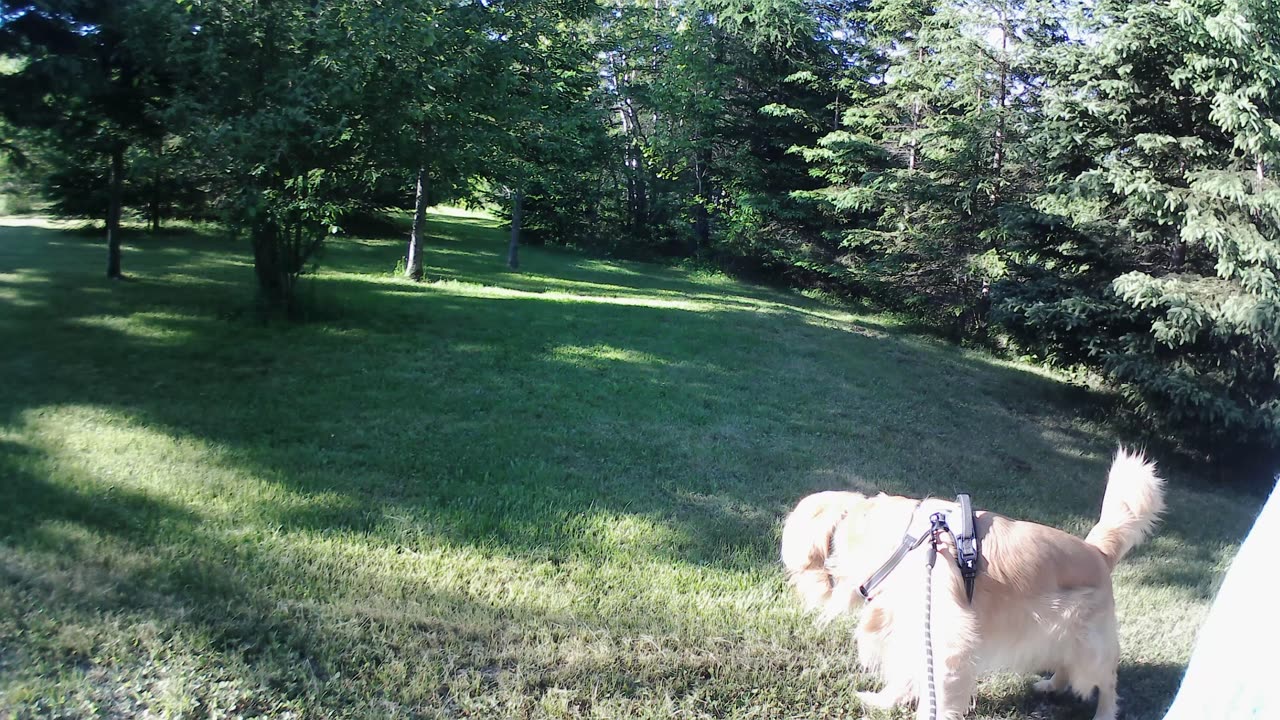 Flynn and I stick to the grassy areas.