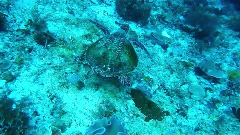 Turtle in a crystal sea😍🤩