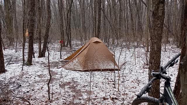 Winter in the Woods