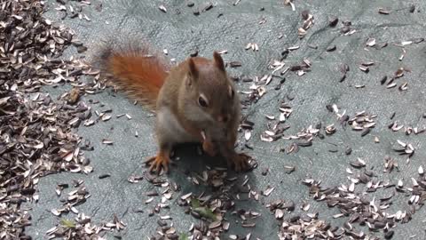 cutest Squirrels