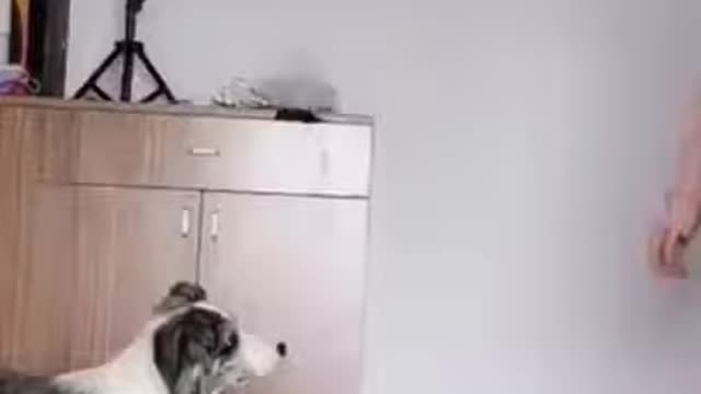 Funniest Animals Best Of The 2021 Funny Animal Videos<>