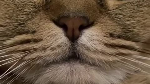 When You Wake Up and Your Cat is Staring at You Like This😼