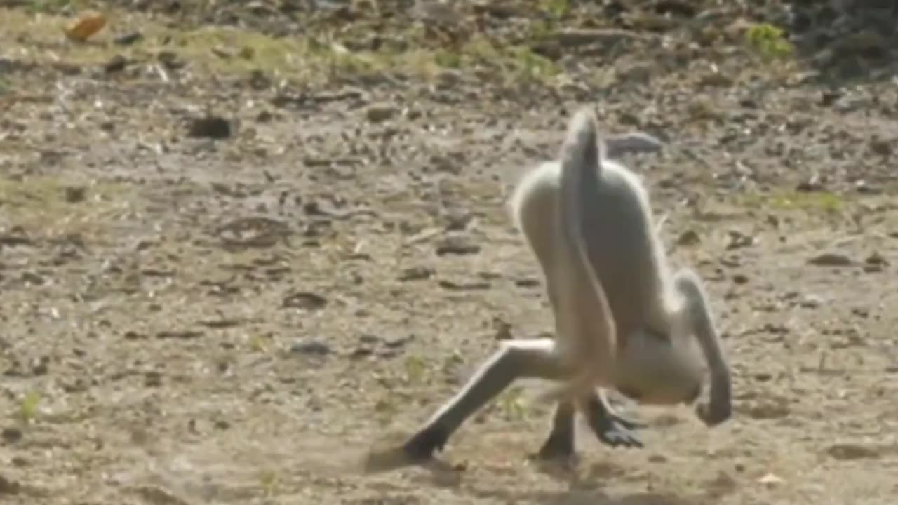 Funniest Monkey - cute and funny monkey videos