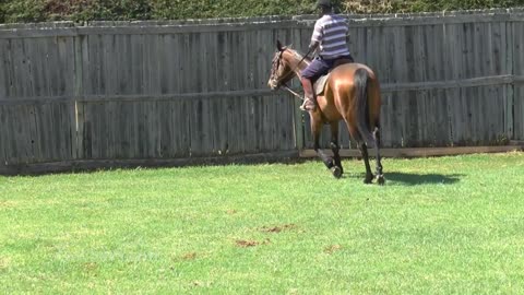 The Goal of Horse Training shrawanyadav