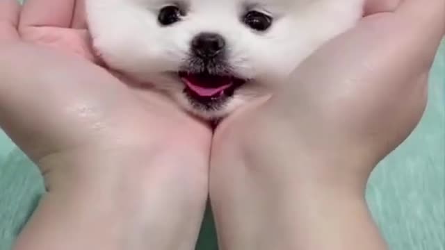 cute dog video