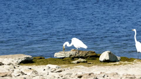 Birds