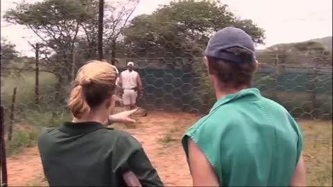 Cheetah Goes to the Dentist | Vet Safari | BBC Earth