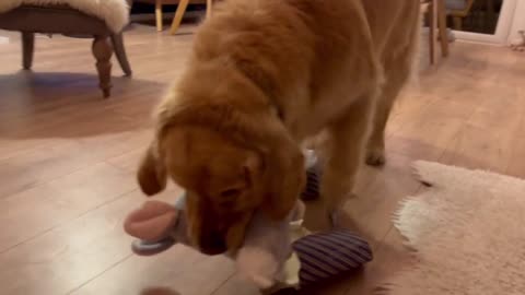 Really cute dog opening his christmas gift