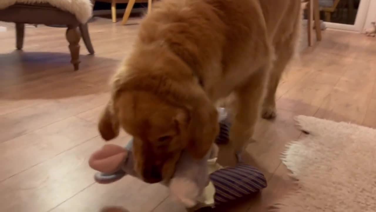 Really cute dog opening his christmas gift