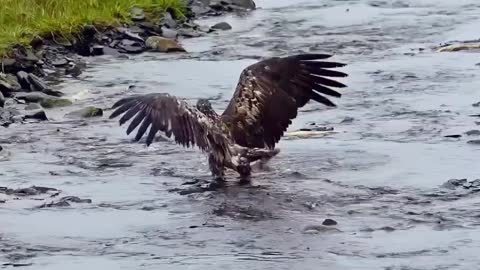 The eagle is attacking the fish.