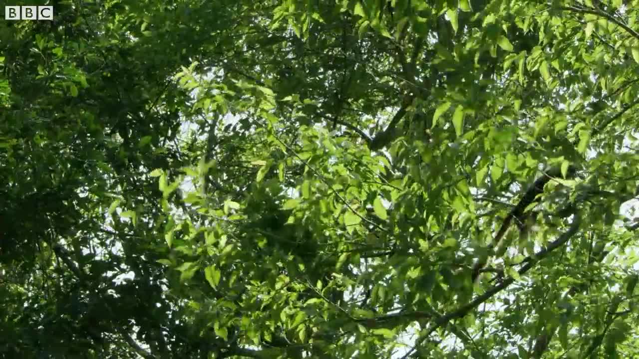 Cotton-top Tamarins Have Incredible Hairdos! | Seven Worlds, One Planet | BBC Earth