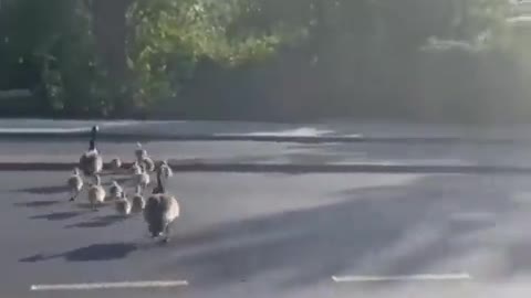 A beautiful family crossing road