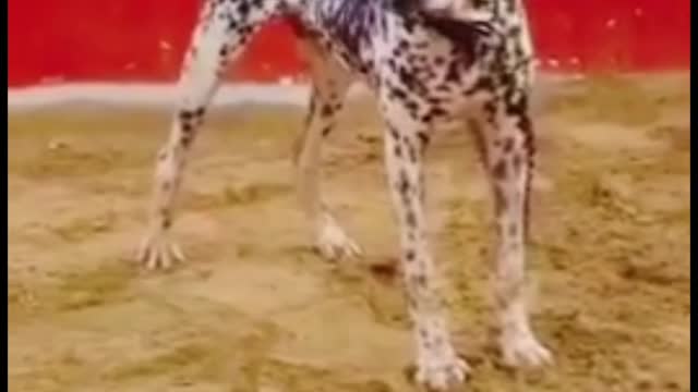 Dog Short Video ll #Short