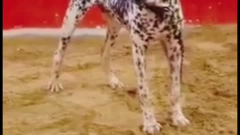 Dog Short Video ll #Short