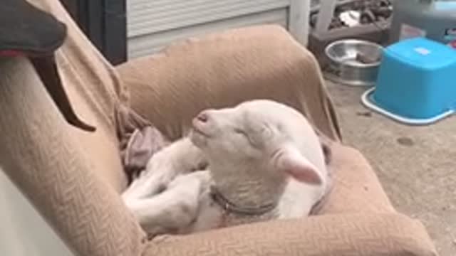 Lamb relaxes on lazy boy