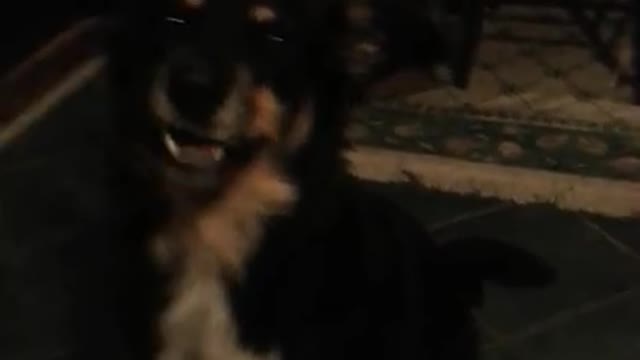 Roxie and Gracie wanting treats at 2am!!