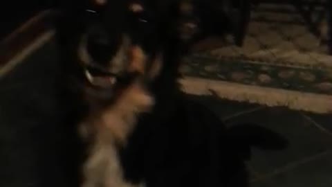 Roxie and Gracie wanting treats at 2am!!