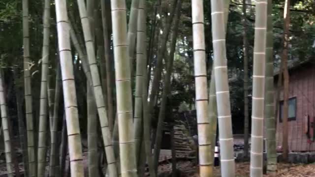 Japanese Bamboo