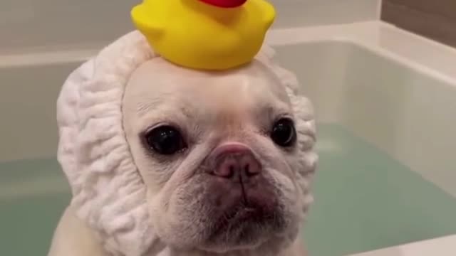 It's Bath Time! Cute dog with his little duck