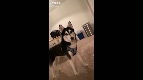 Husky is a very intelligent Dog as always!