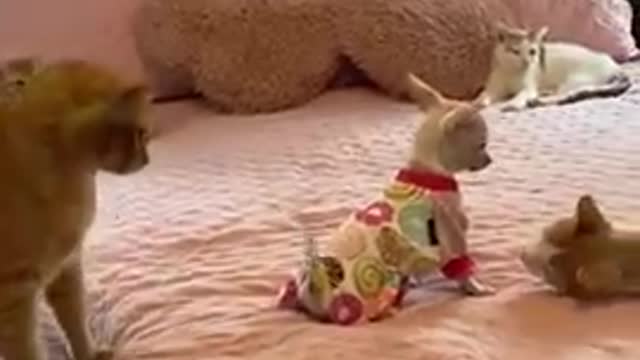 Funniest viral Cat and Dog video on the internet