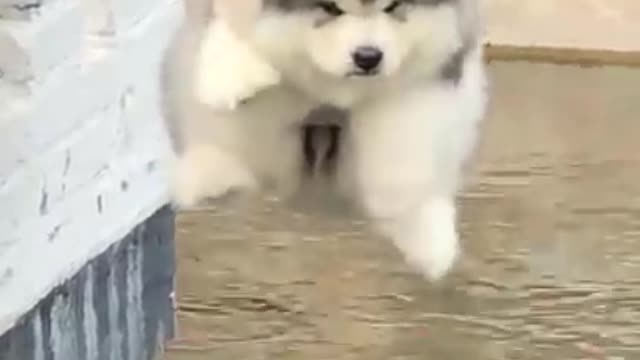 Cute Puppy With his own look cute and funny