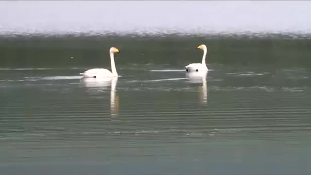 Mongolia - Lake Khovsgol - Whooping Swans