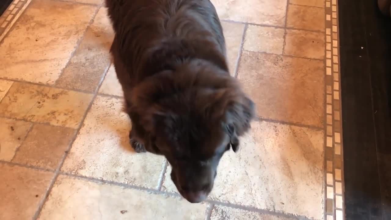 Overzealous pup is proud of his circle trick