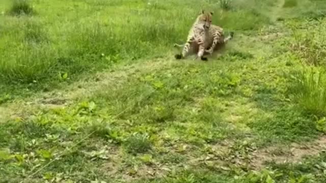 donni the cheetah sliding