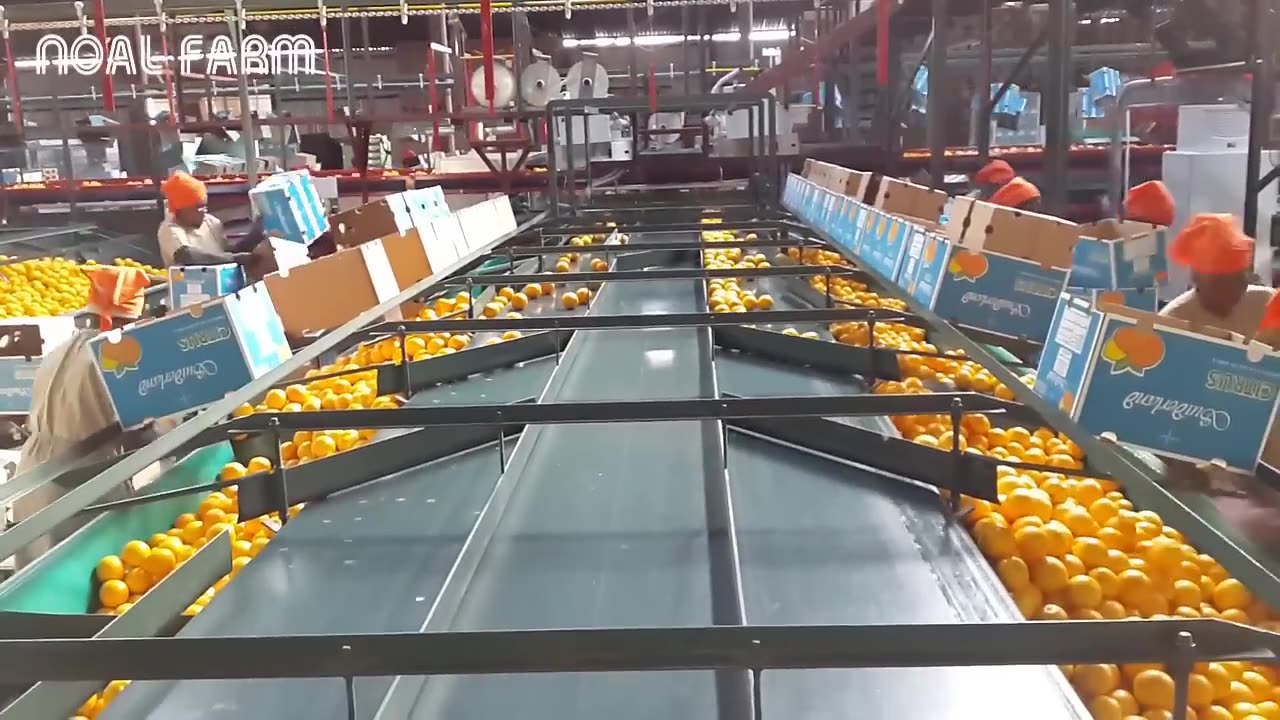 Amazing Food Processing Machine - Oranges, Grapefruit processing line Technology