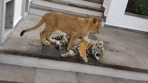 【猛獣注意】虎・ヒョウ・ライオンと同時に戯れる男www