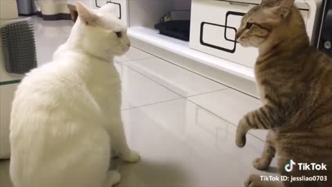 Talking cat