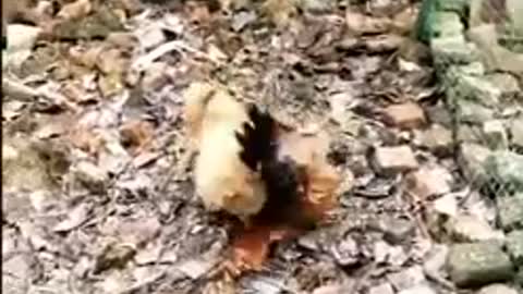 Chicken knocks out dog! – Dog Chickens Out!…See what happens next