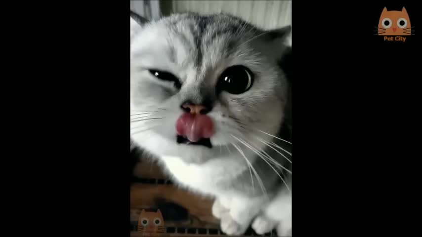 Cats-Dancing Cats- Meowing Cats- Funny cats-pet cats