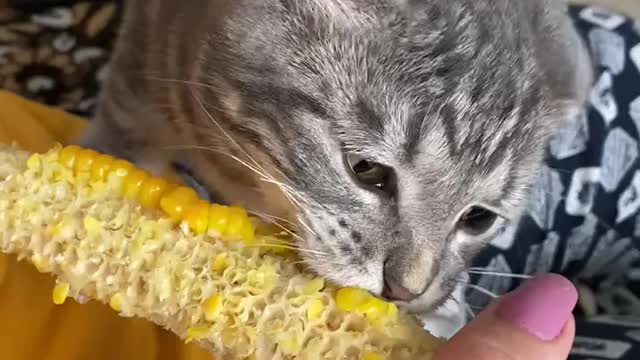 What delicious corn!