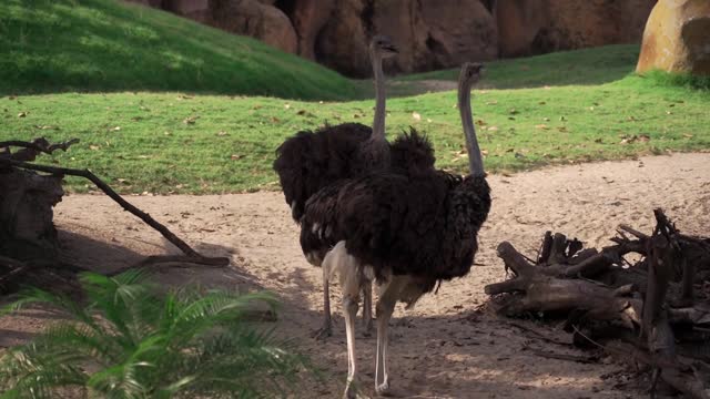 Ostrich