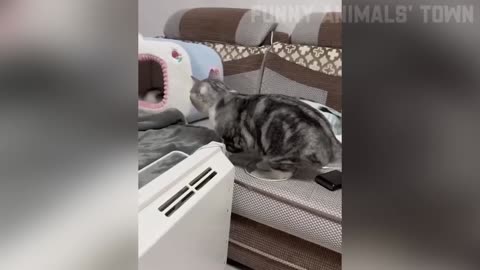 Cute animal play