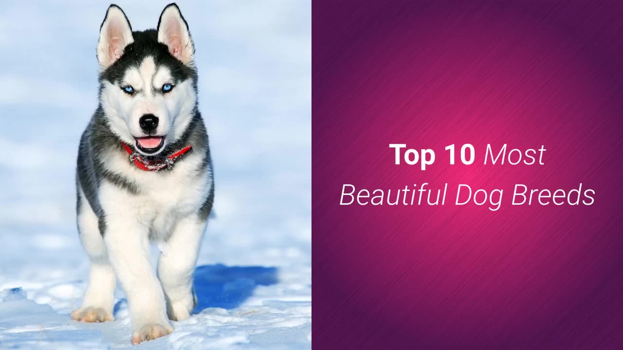 Most Beautiful Dog Breeds In The World