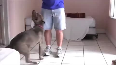 Online dog training video