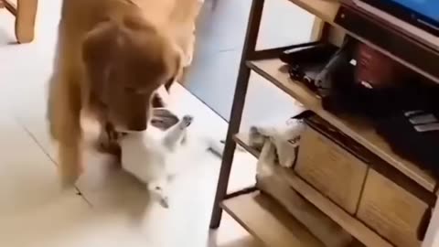 Unlikely Friendship Astonishing Cat and Dog Duo Shorts