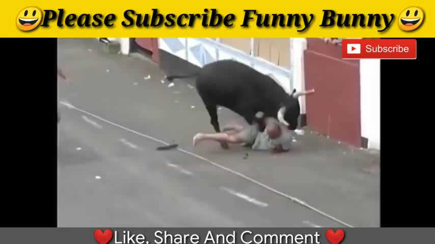 Funny bull fight #funny