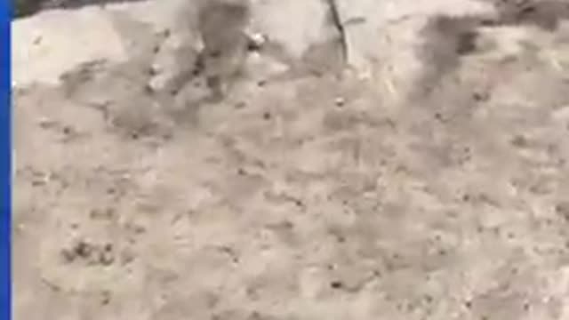 Dog uses a stream to play fetch with himself