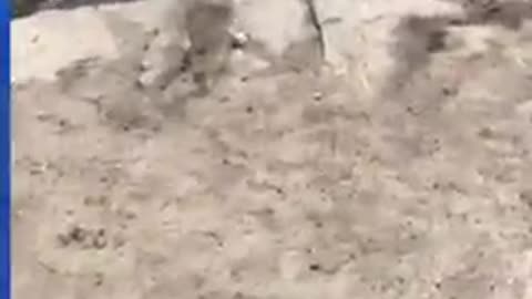 Dog uses a stream to play fetch with himself