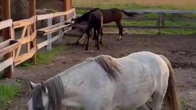 Horse galloping to the music on the ranchπππβπ