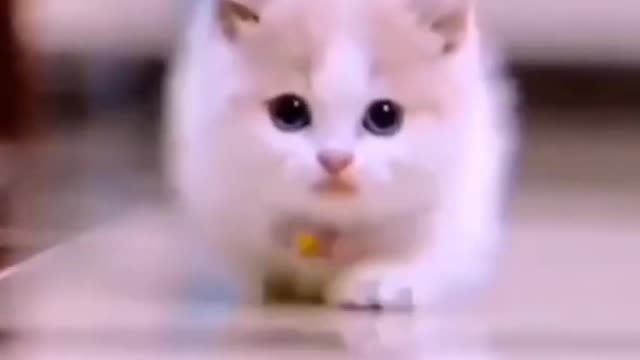 Funny Cute cat and dog training funny video