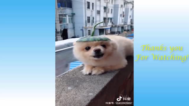 Adorable Pets And Funny Animals Compilation