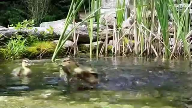 Rescued baby ducklings splash with joy when let free on a pond