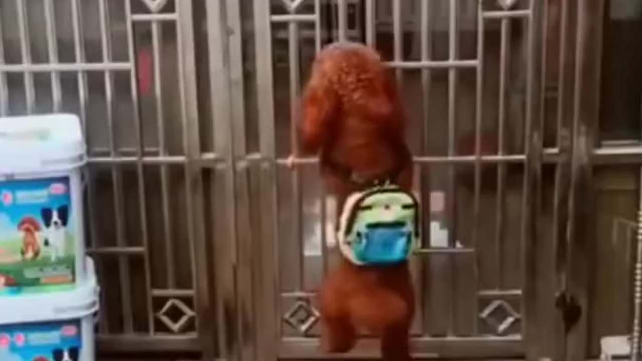 Funny Dog video